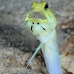 jawfish_yellowhead_oc_jar_v_0062_cub0559.jpg